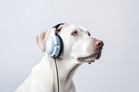 Headphones dog headset mammal. 