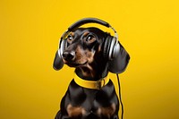 Headphones dachshund headset animal. AI generated Image by rawpixel.