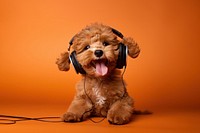 Puppy headphones mammal animal. 