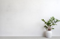 Wall windowsill plant white.