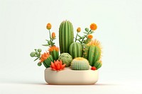 Cactus plant white background houseplant. 