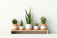 Plant houseplant shelf aloe. 