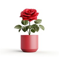 Plant rose flower vase. 