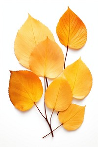 Plant petal leaf white background. 