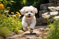 Dog animal bichon mammal. AI generated Image by rawpixel.