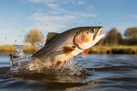 Trout fish outdoors animal. 