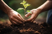 Planting soil gardening outdoors. 