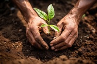 Planting soil gardening outdoors. 