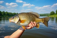 Fish fishing animal trophy. AI generated Image by rawpixel.