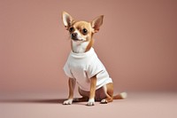 Chihuahua mammal animal dog. AI generated Image by rawpixel.