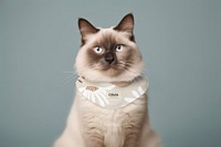 Cat scarf mockup, pet outfit psd