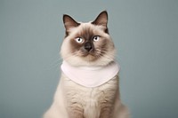 Animal mammal pet cat. AI generated Image by rawpixel.