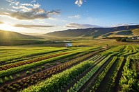 Farm outdoors nature plant. 