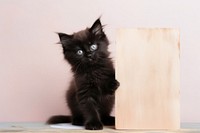 Mammal animal kitten black. AI generated Image by rawpixel.