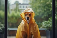 Raincoat window pet protection. AI generated Image by rawpixel.