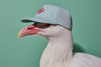 Bird clothing apparel animal. 