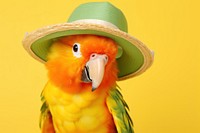 Bird apparel animal parrot. 