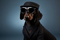 Dog pet sunglasses portrait. 