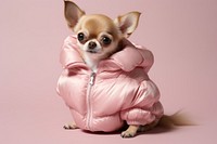 Pet dog chihuahua apparel. 