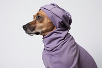 Dog dog pet sweatshirt. 