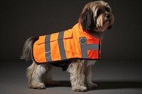 Dog pet lifejacket apparel. 