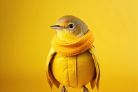 Bird animal yellow wildlife. 