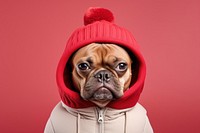 Dog sweatshirt portrait bulldog. AI generated Image by rawpixel.