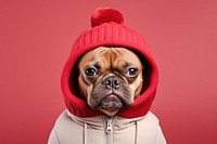 Dog sweatshirt portrait bulldog. 