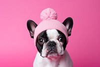 Dog bulldog mammal animal. AI generated Image by rawpixel.