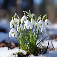 Nature flower snow snowdrop. 