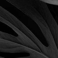 Black botanical, leaf background design