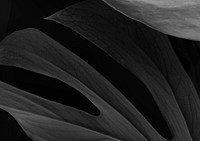 Black botanical, leaf background design