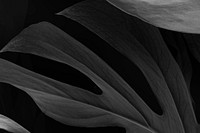 Black botanical, leaf background design