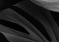 Black botanical, leaf background design