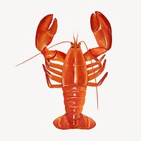 Lobster, crawfish, seafood illustration