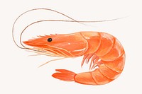 Boiled shrimp, seafood illustration