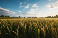 Blurred agriculture wheat farm backdrop, natural light