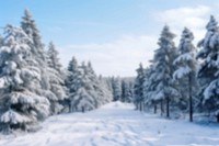 Blurred snowy pine forest backdrop, natural light