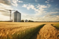 Blurred agriculture wheat farm backdrop, natural light