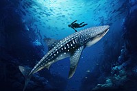 Whale shark digital paint illustration