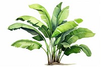 Banana plant green leaf. 