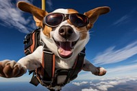 Dog skydiving mammal animal. 