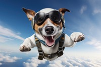 Dog skydiving mammal animal. 