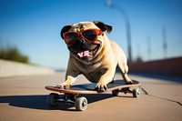 Sunglasses skateboard mammal animal. 