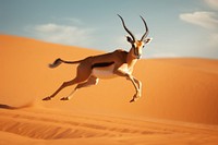 Arabian gazelle animal wildlife jumping. AI generated Image by rawpixel.