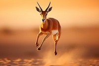 Arabian gazelle animal wildlife jumping. AI generated Image by rawpixel.