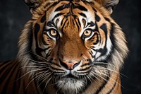 Tiger wildlife animal mammal. AI generated Image by rawpixel.