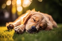 Grass dog sleeping portrait. 