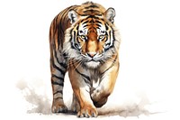 Tiger wildlife animal mammal. AI generated Image by rawpixel.