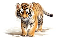 Tiger wildlife cartoon animal. 